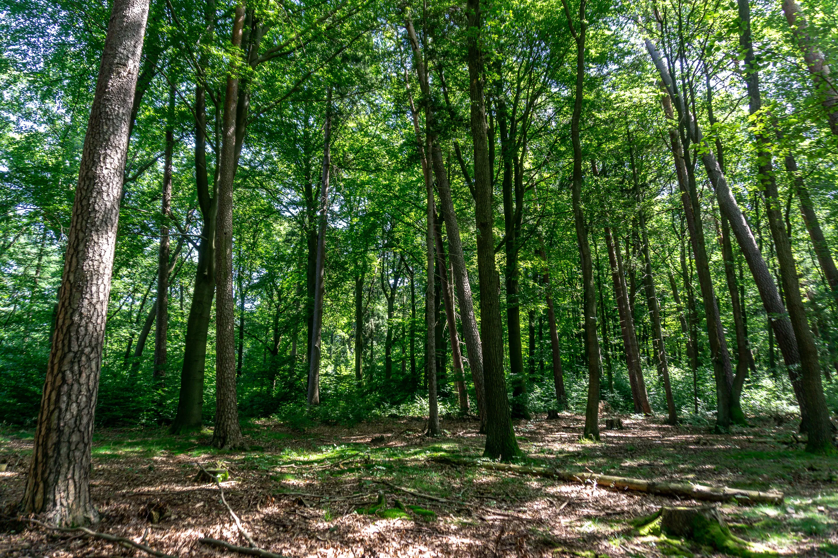 Wald im Spessart – Herkunft des Holzes der Herbert Palige GmbH